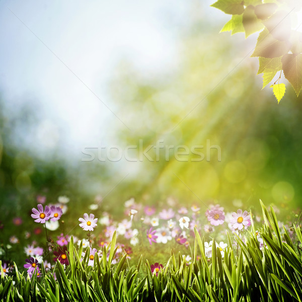 Сток-фото: аннотация · природного · фоны · красоту · цветы · весны