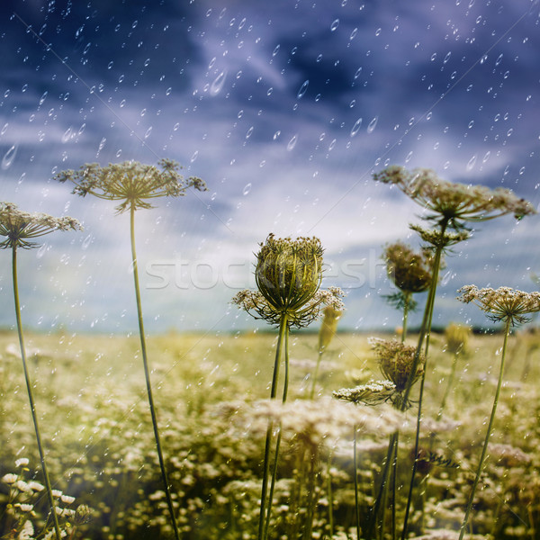 Autumnal rain. Natural landscape for your design Stock photo © tolokonov