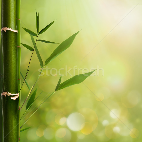 Naturelles zen horizons bambou laisse feuille Photo stock © tolokonov