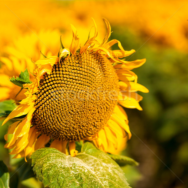 Sonnenblumen abstrakten Makro Hintergrund Design Himmel Stock foto © tolokonov