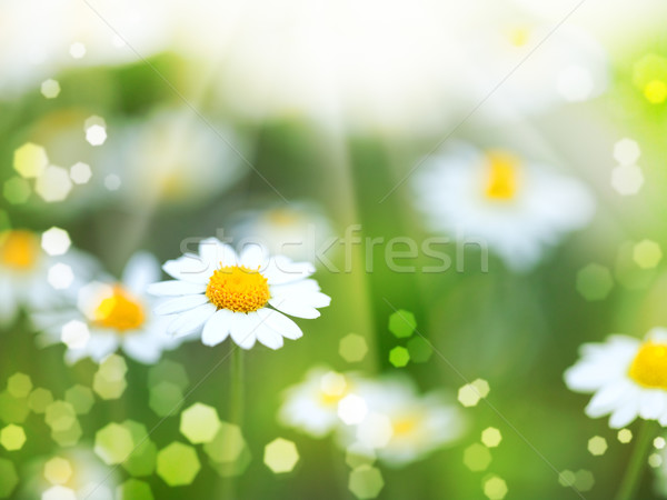 abstract backgrounds with daisy flowers and sun beam Stock photo © tolokonov