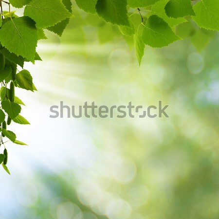 Zöld világ absztrakt környezeti hátterek terv Stock fotó © tolokonov