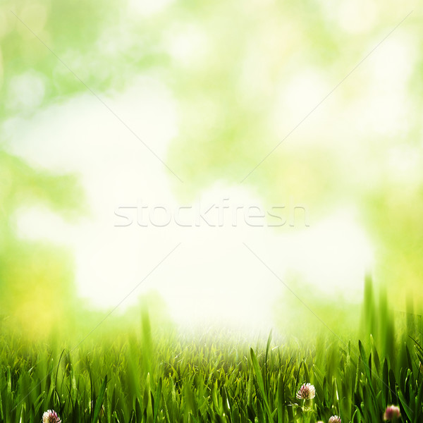 Foto stock: Abstrato · ambiental · fundos · projeto · flor · grama