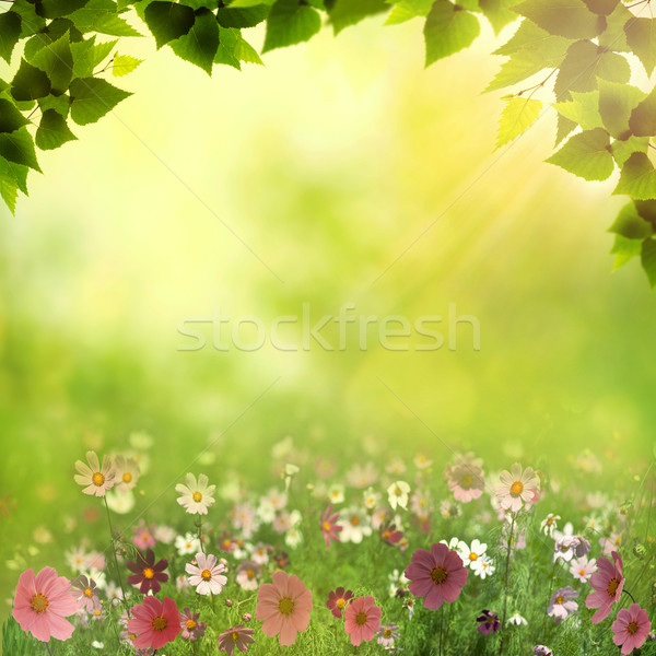 Nebligen Wiese abstrakten natürlichen Hintergrund Schönheit Stock foto © tolokonov