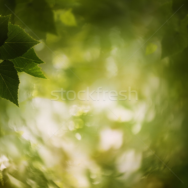 Stock photo: In the forest, abstract natural backgrounds for your design