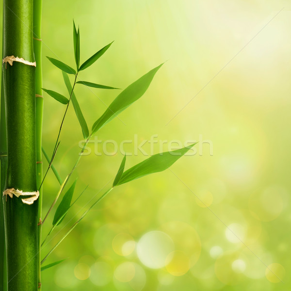 Foto d'archivio: Naturale · zen · sfondi · bambù · foglie · foglia