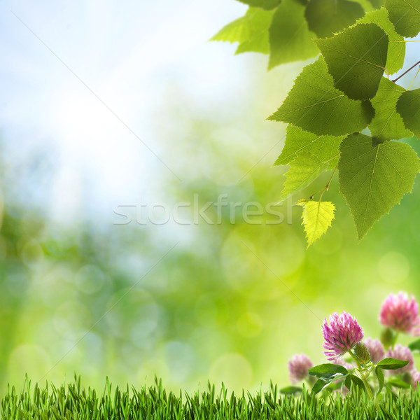 Abstract natural backgrounds with clover flowers and beauty boke Stock photo © tolokonov