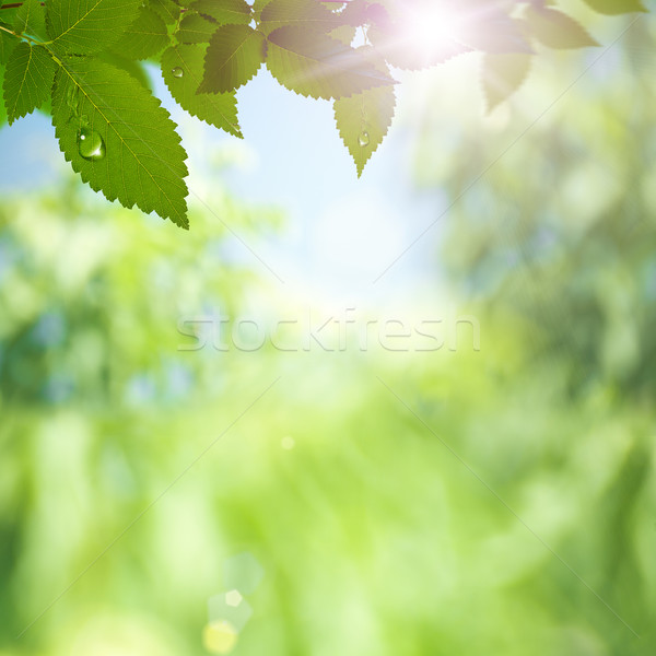 Abstract environmental backgrounds with sun rays and beauty boke Stock photo © tolokonov