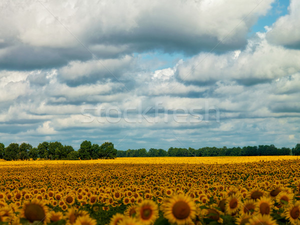 Sunflower fields under the moody skies, summer natural landscape Stock photo © tolokonov