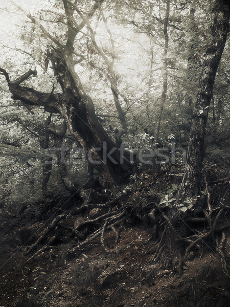 ストックフォト: 夏 · 時間 · 森林 · 赤外 · 自然 · 背景