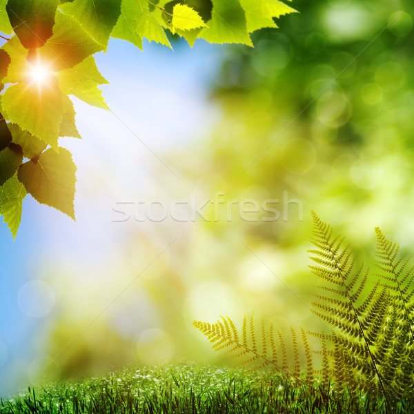 Orman doğal arka eğreltiotu yeşillik çiçek Stok fotoğraf © tolokonov