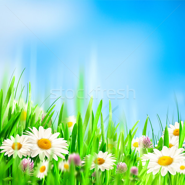 Chamomile symphony. Abstract natural backgrounds for your design Stock photo © tolokonov