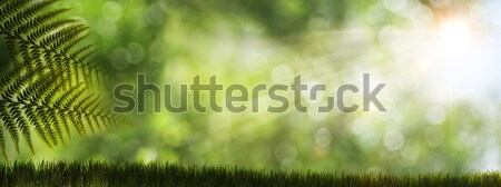 Soyut doğal arka eğreltiotu güneş rays Stok fotoğraf © tolokonov