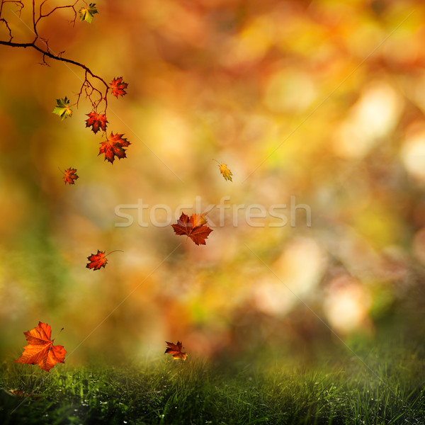 Autumn, abstract natural backgrounds for your design Stock photo © tolokonov