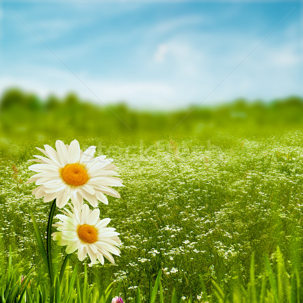 Beauty daisy flowers on the meadow, environmental backgrounds Stock photo © tolokonov