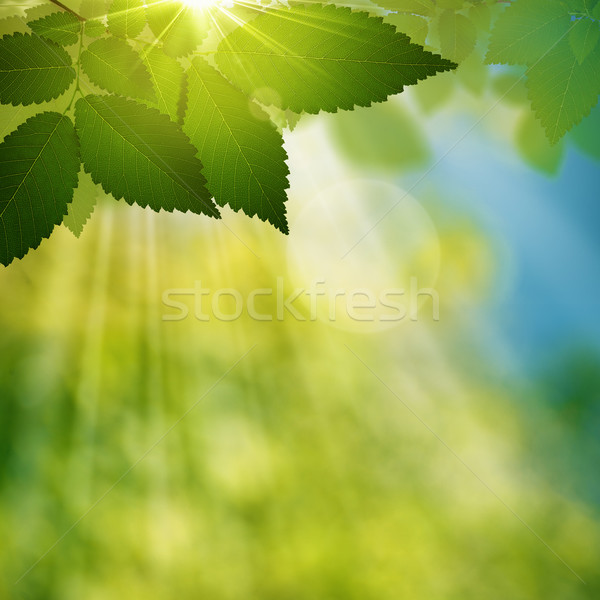 Stock photo: Beauty summer day in the forest, natural abstract backgrounds