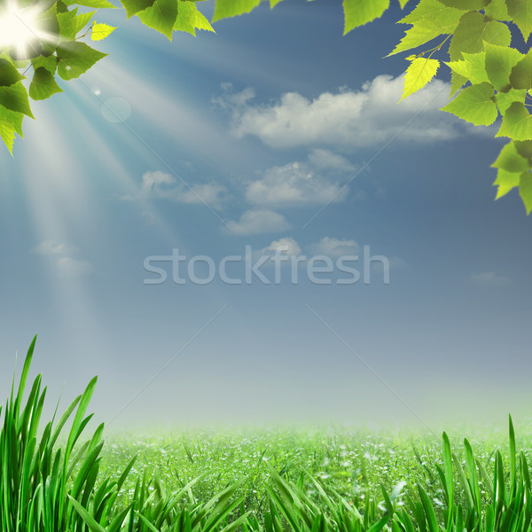 Misty summer noon. Abstract natural backgrounds for your design Stock photo © tolokonov