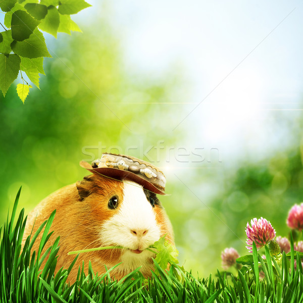 Funny guinea pig or cavia. Abstract natural backgrounds Stock photo © tolokonov