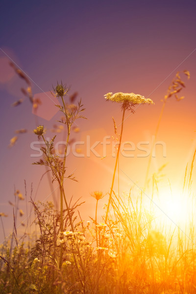 Piękna wieczór słońce środowiskowy środowisk Zdjęcia stock © tolokonov