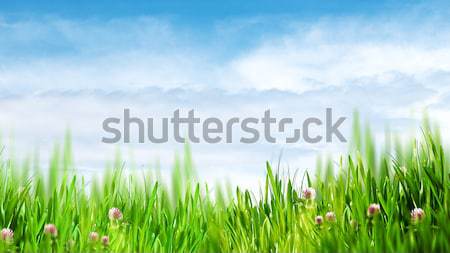 Beauty summer day, abstract natural backgrounds Stock photo © tolokonov