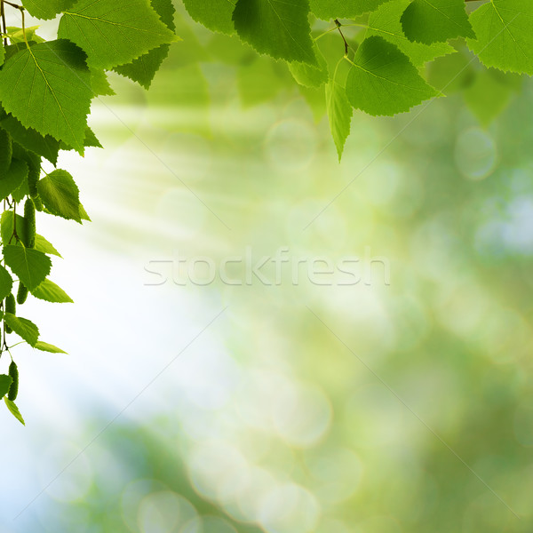 Naturelles fraîcheur résumé environnement horizons printemps Photo stock © tolokonov