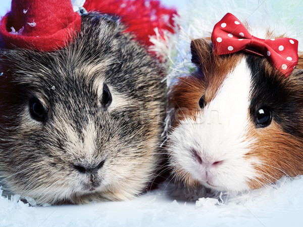 Abstract funny backgrounds with pair of guinea pigs Stock photo © tolokonov