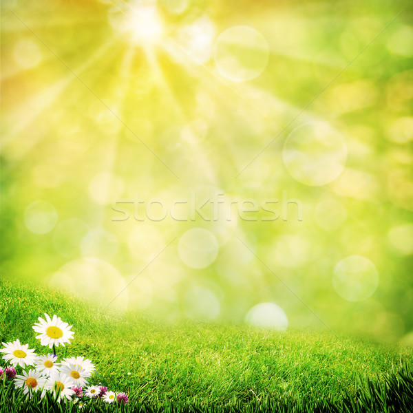 Chamomile flowers on the misty meadow, abstract natural backgrou Stock photo © tolokonov