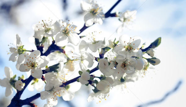 apple tree with flowers under blue skies Stock photo © tolokonov