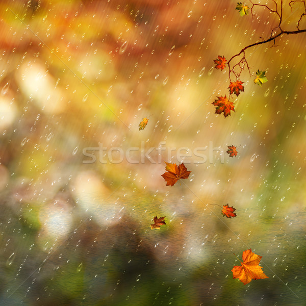 Fallen leaves and rain in the autumn forest, natural backgrounds Stock photo © tolokonov