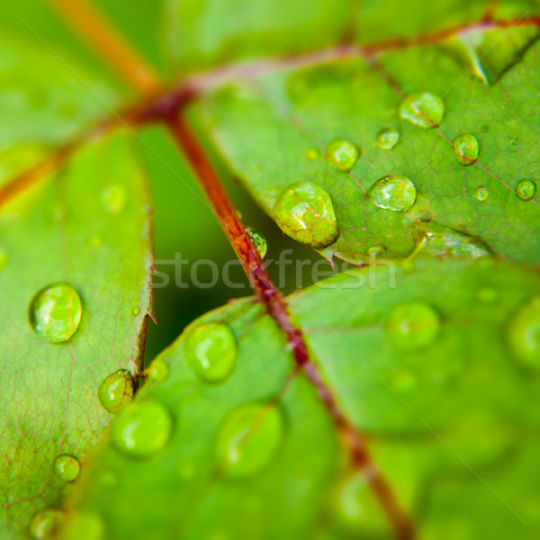 Verde frunze picaturi de apa abstract natural fundaluri pădure Imagine de stoc © tolokonov