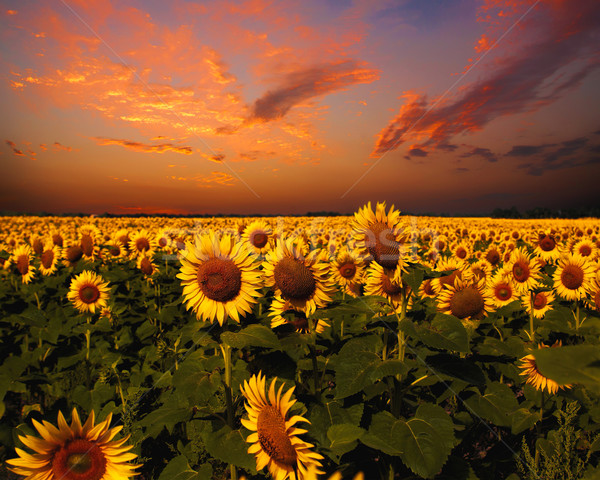 Bloody skies, Dramatic landscape with sunflowers field Stock photo © tolokonov