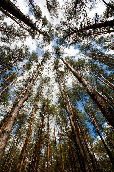 In the deep forest. looking up, shot with fisheye lens Stock photo © tolokonov