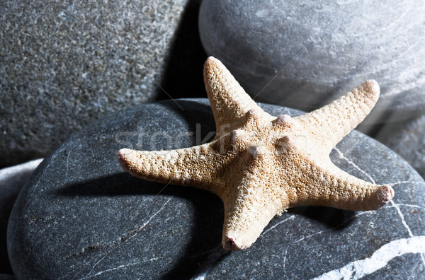Starfish. Abstract summer backgrounds with star fish and pebble Stock photo © tolokonov