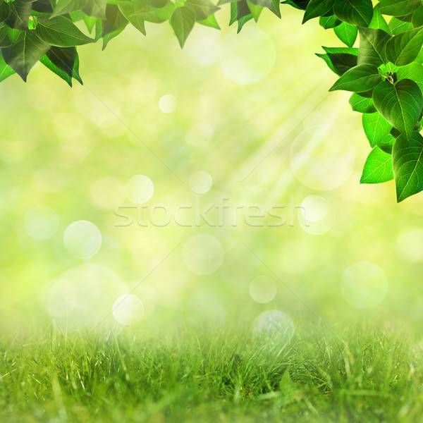 Stock foto: Abstrakten · natürlichen · Hintergrund · Schönheit · bokeh · Himmel