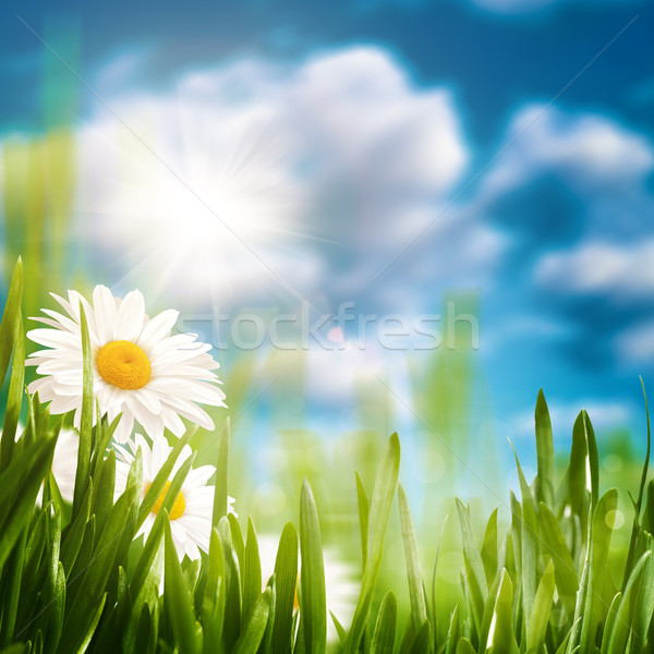 Zdjęcia stock: Daisy · łące · streszczenie · naturalnych · środowisk · kwiat