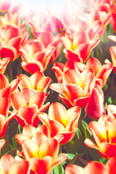 Foto d'archivio: Bellezza · tulipani · abstract · ambientale · sfondi · primavera