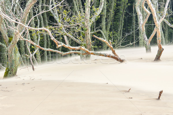 мнение движения парка дерево лес аннотация Сток-фото © tomasz_parys