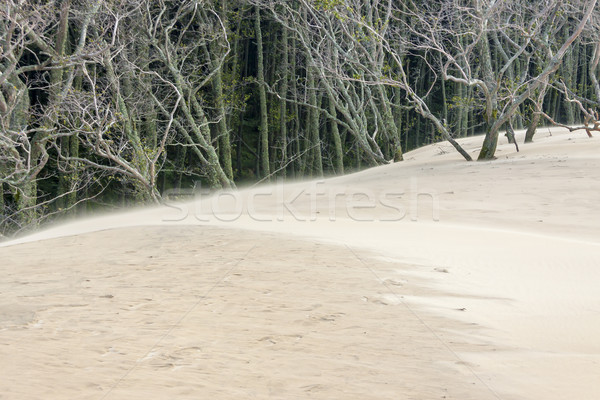 Dead forest - Leba National Park. Stock photo © tomasz_parys