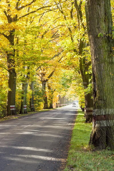 Empty route - autumn time. Stock photo © tomasz_parys