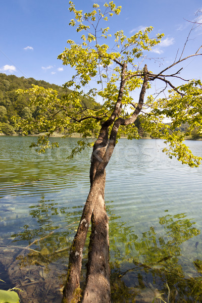 Tiszta víz unesco park Horvátország víz fa Stock fotó © tomasz_parys