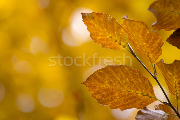 листьев осень красочный оранжевый зеленый Сток-фото © Tomjac1980