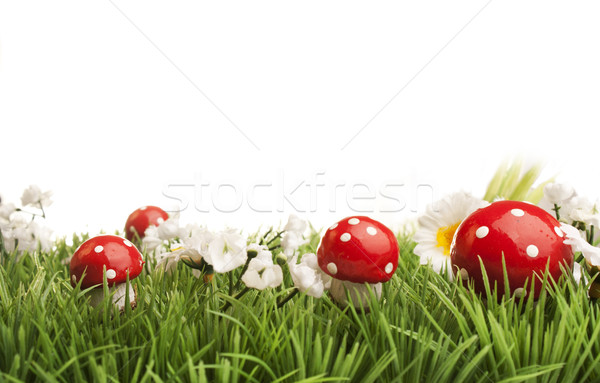 Trawy kwiaty łące stokrotki grzyb biały Zdjęcia stock © Tomjac1980