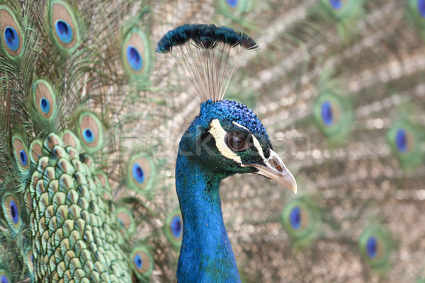 peacock Stock photo © Tomjac1980
