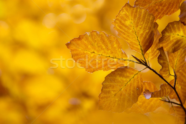 листьев осень красочный оранжевый зеленый Сток-фото © Tomjac1980