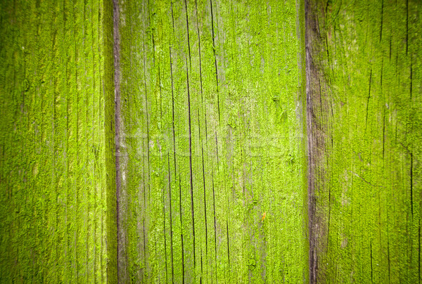 Stock photo: Mossy wooden background texture