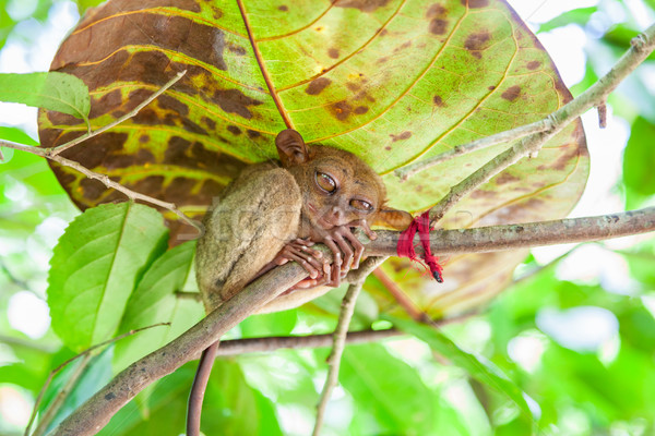 Fülöp-szigetek trópusi fa erdő utazás majom Stock fotó © tommyandone