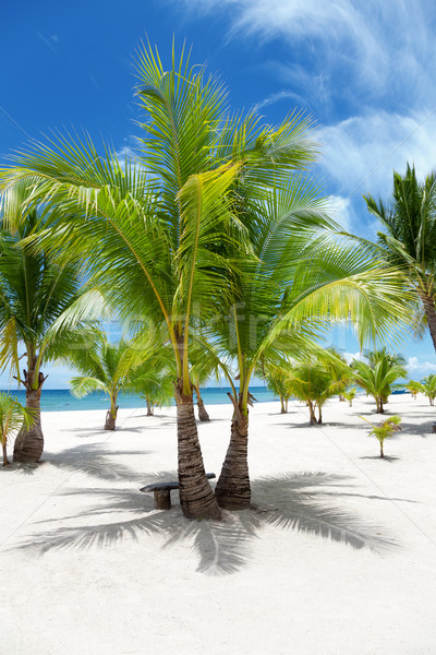 Palm trees on paradise island Stock photo © tommyandone