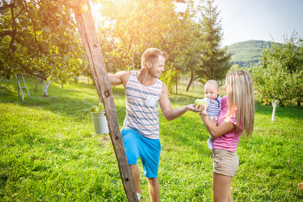 Young family picking apples from an apple tree Stock photo © tommyandone