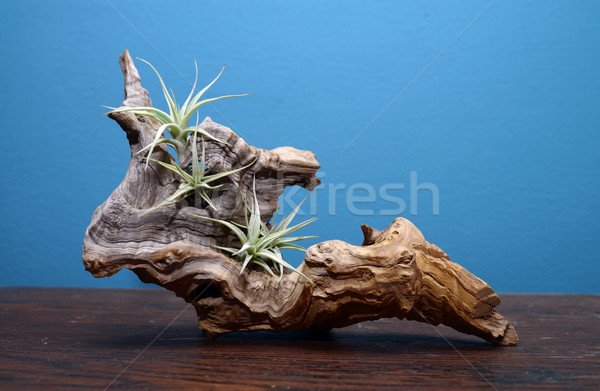 decorative stub Stock photo © tony4urban