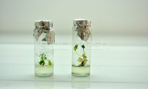 little plants in a jar Stock photo © tony4urban